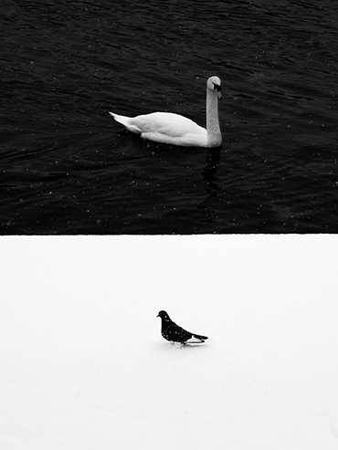 balanced jure kralj c